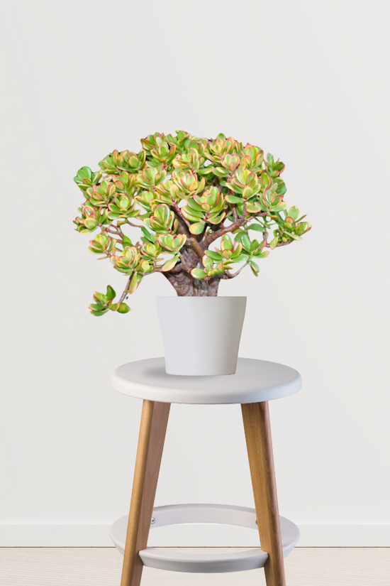 Crassula Ovata Hummel’s Sunset plant - Gardengram 