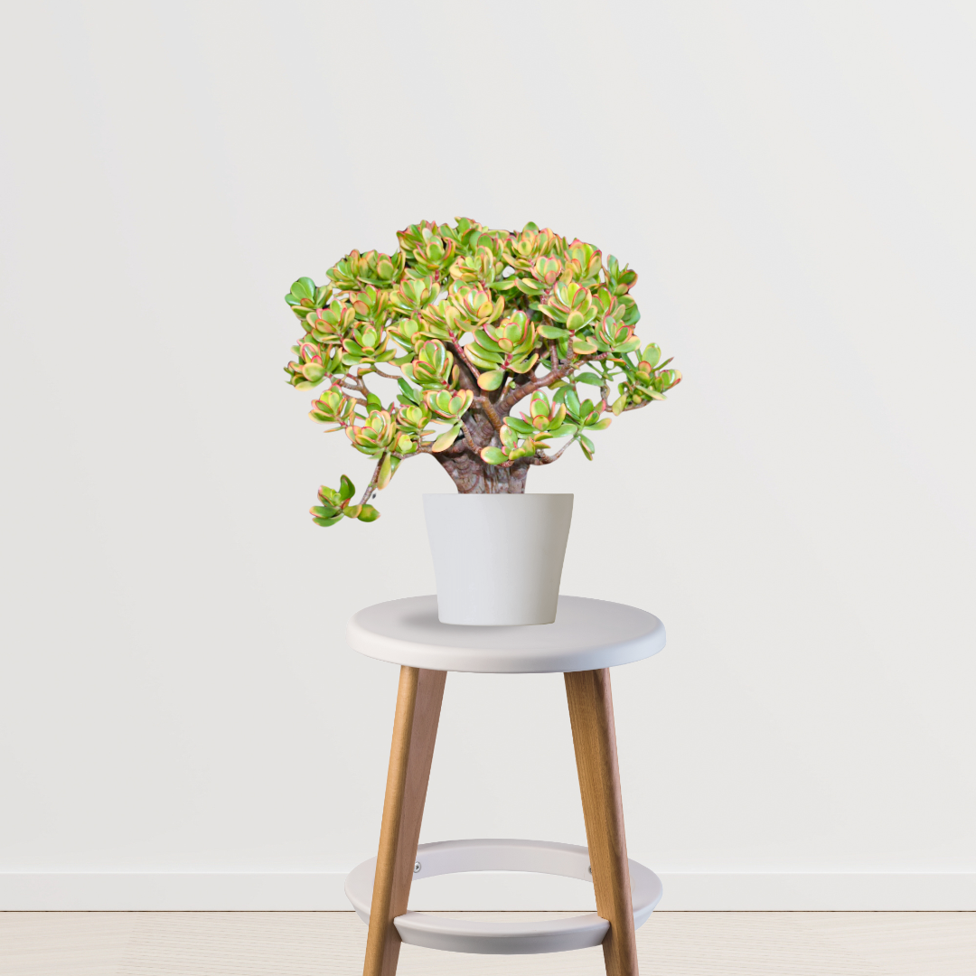 Crassula Ovata Hummel’s Sunset plant - Gardengram 
