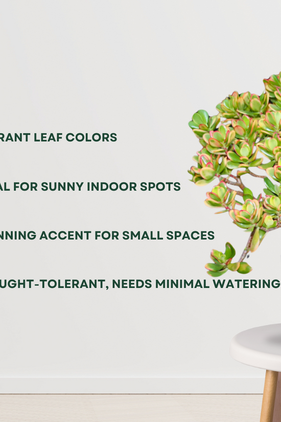 Crassula Ovata Hummel’s Sunset plant - Gardengram 