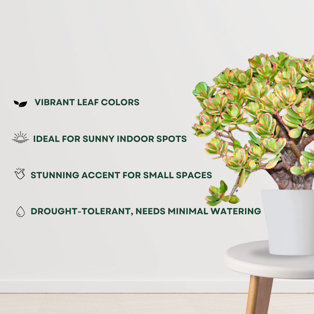 Crassula Ovata Hummel’s Sunset plant - Gardengram 
