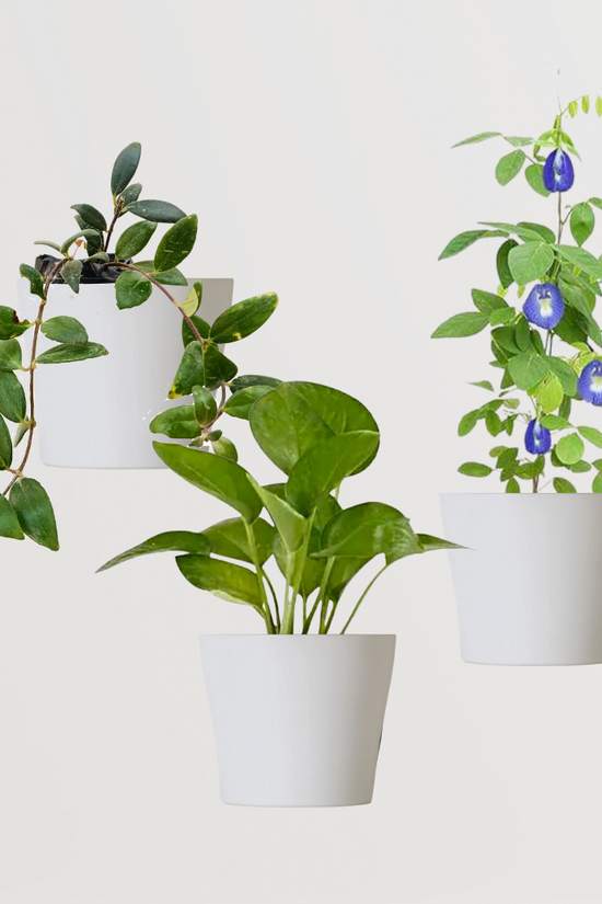 Decorative creeper plant combo pack