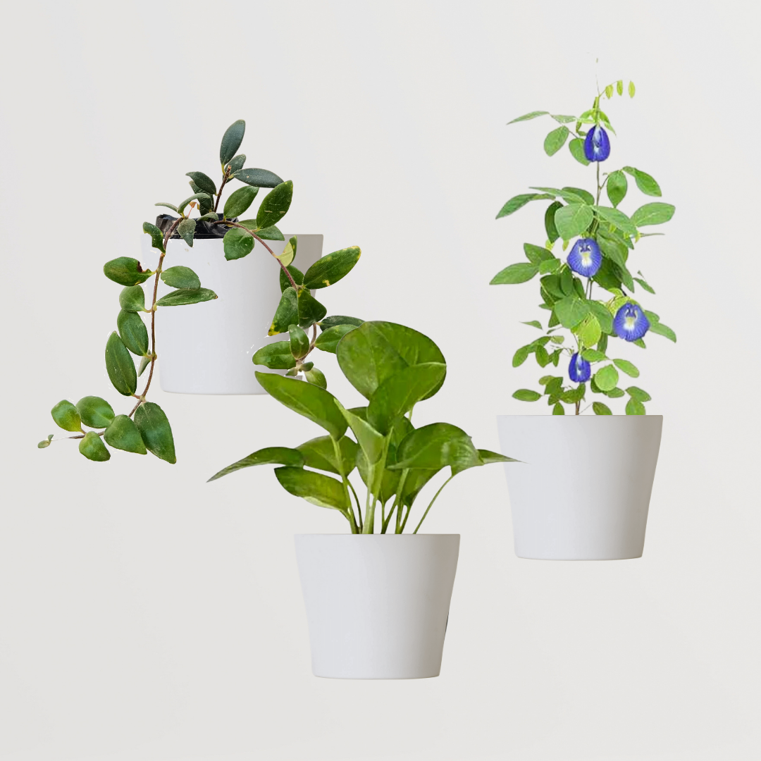 Decorative creeper plant combo pack