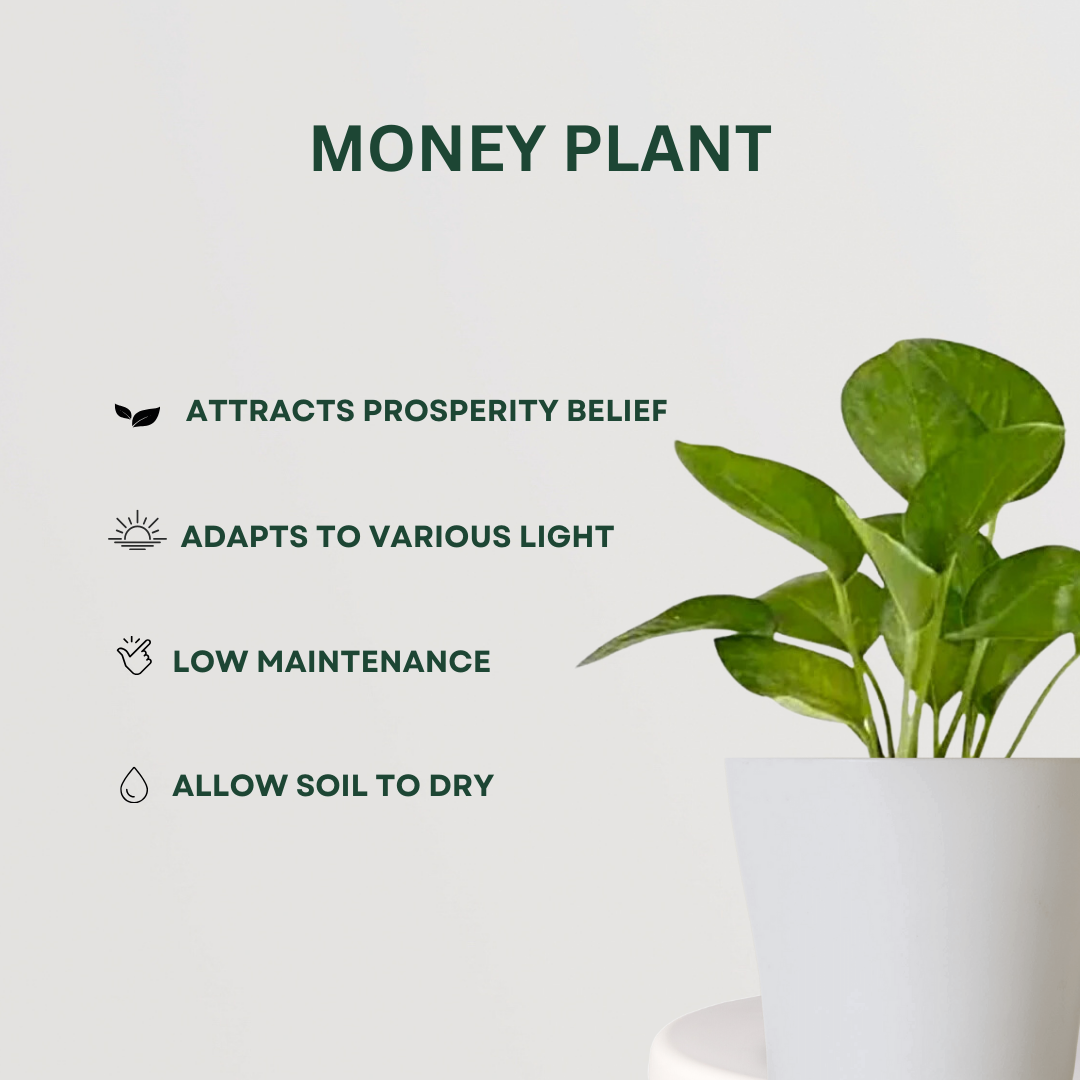 Decorative creeper plant combo pack