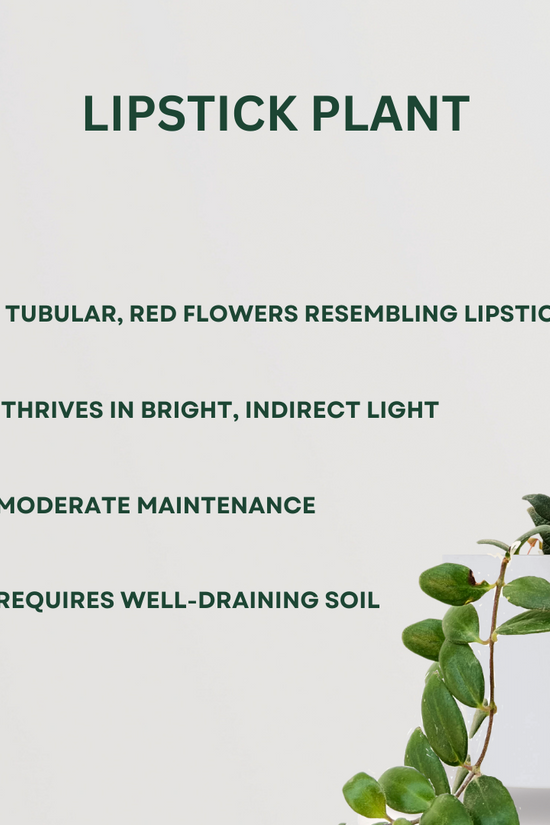 Decorative creeper plant combo pack