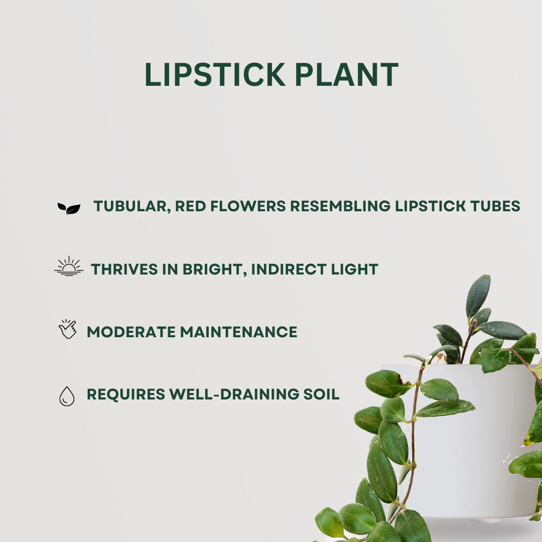 Decorative creeper plant combo pack