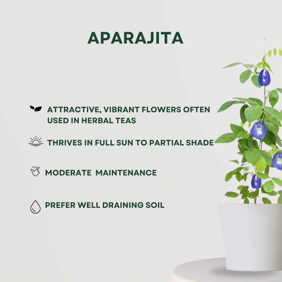 Decorative creeper plant combo pack