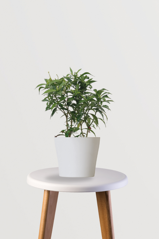 Chandni (Crepe Jasmine) puja plant
