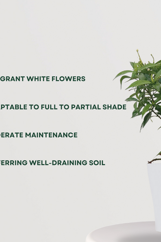 Chandni (Crepe Jasmine) puja plant
