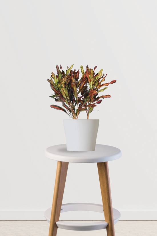 Croton Mammy indoor ornamental plant
