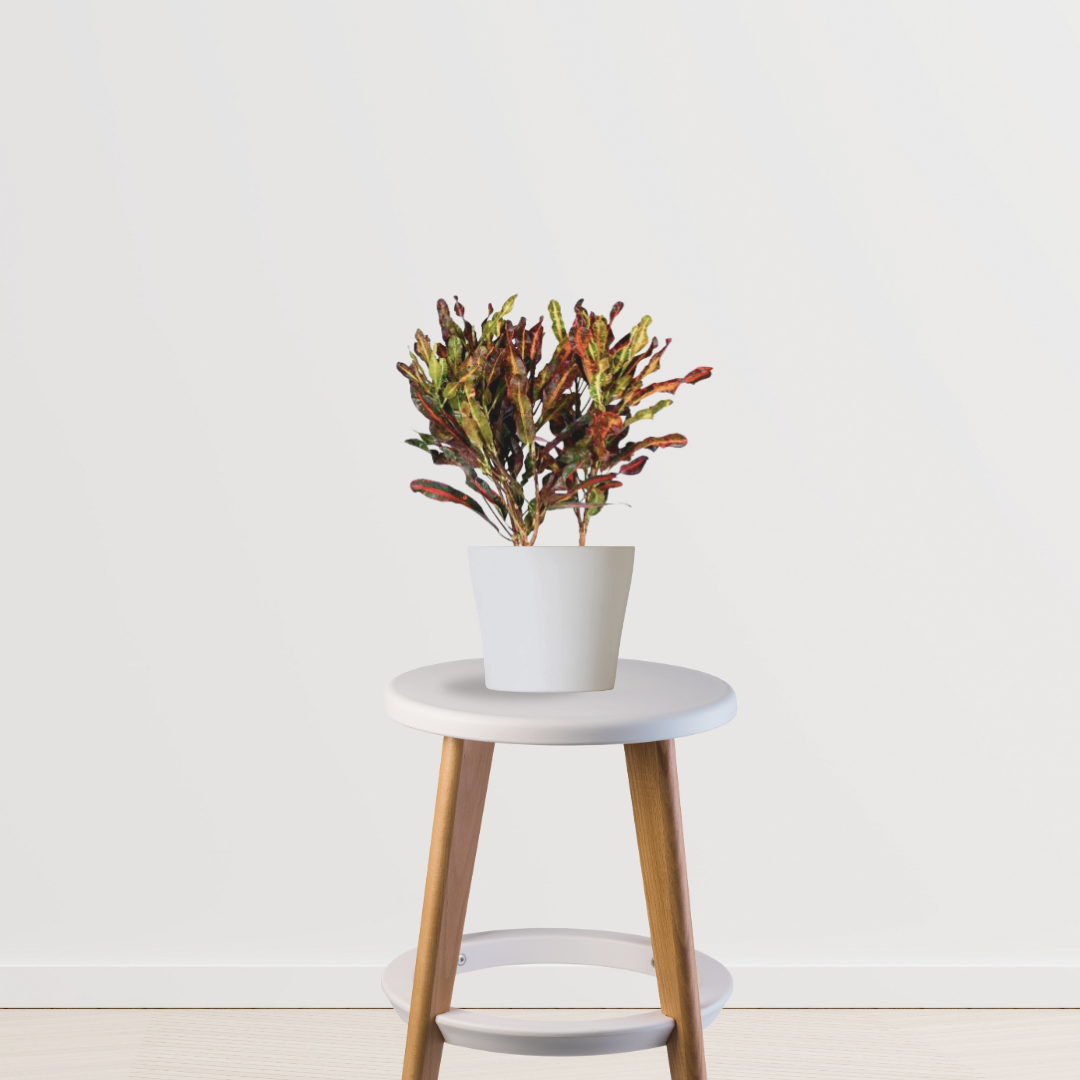 Croton Mammy indoor ornamental plant
