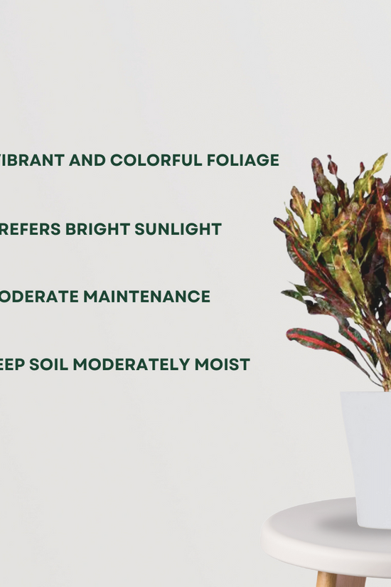 Croton Mammy indoor ornamental plant
