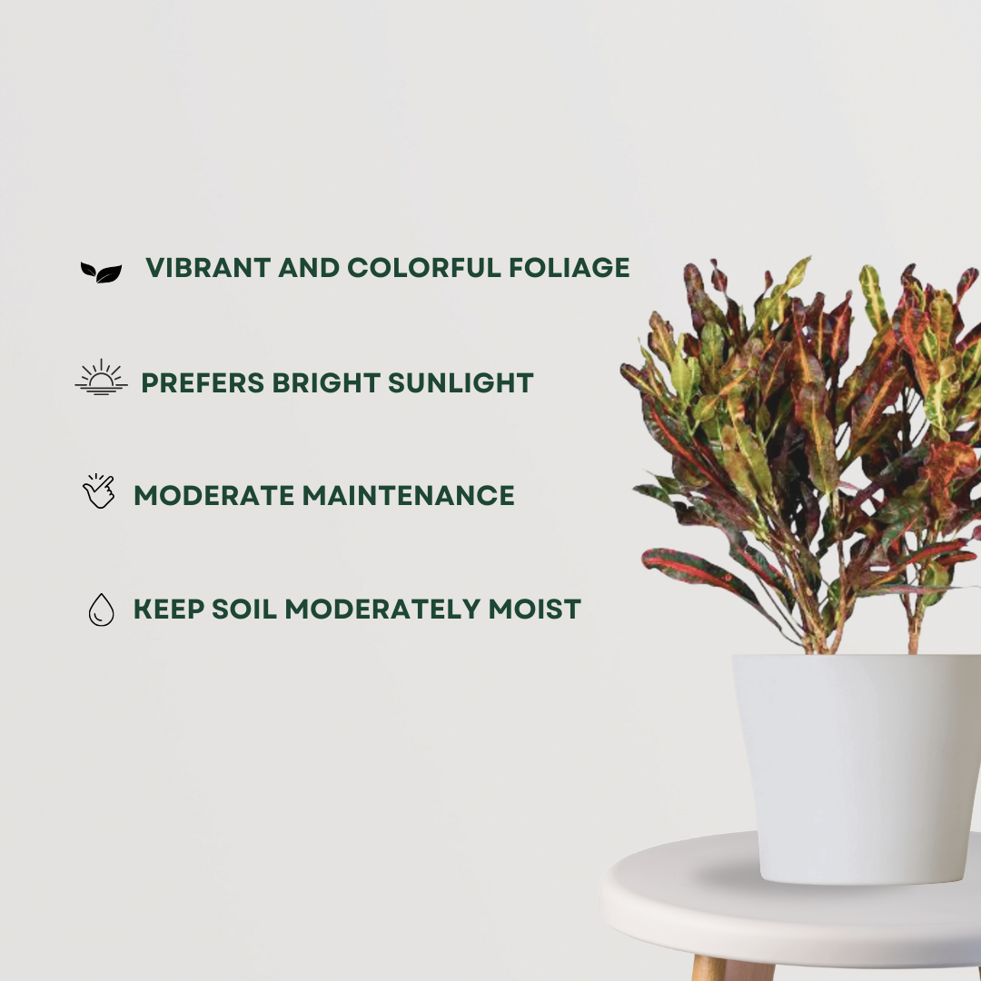 Croton Mammy indoor ornamental plant
