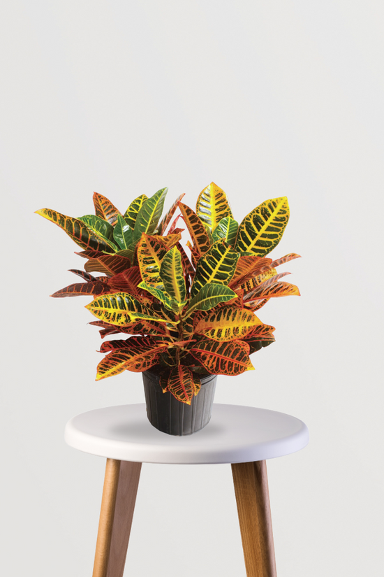 Croton Petra decorative indoor plant
