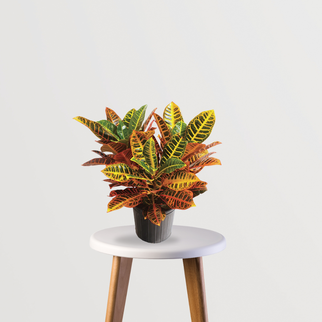 Croton Petra decorative indoor plant
