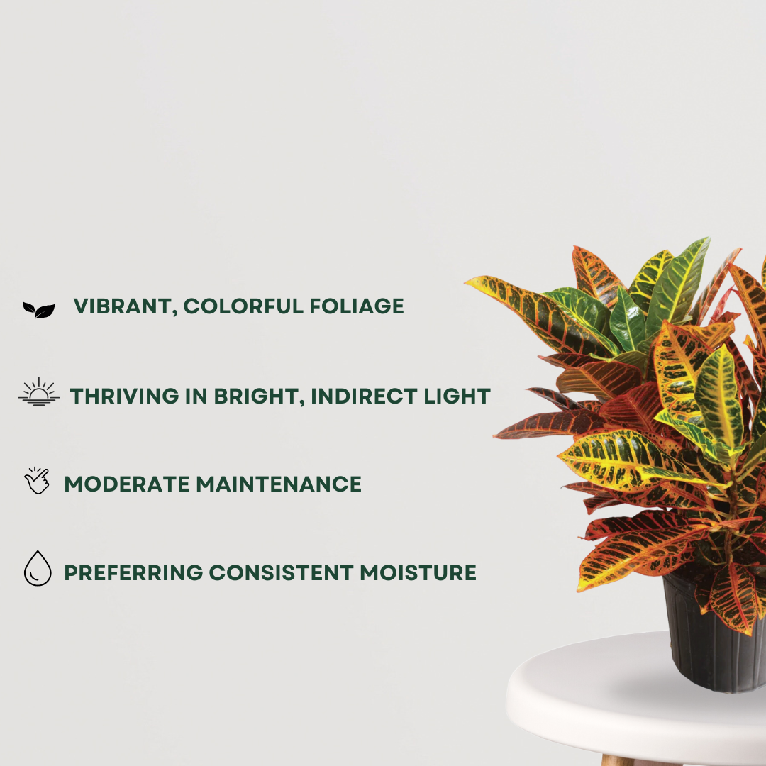 Croton Petra decorative indoor plant
