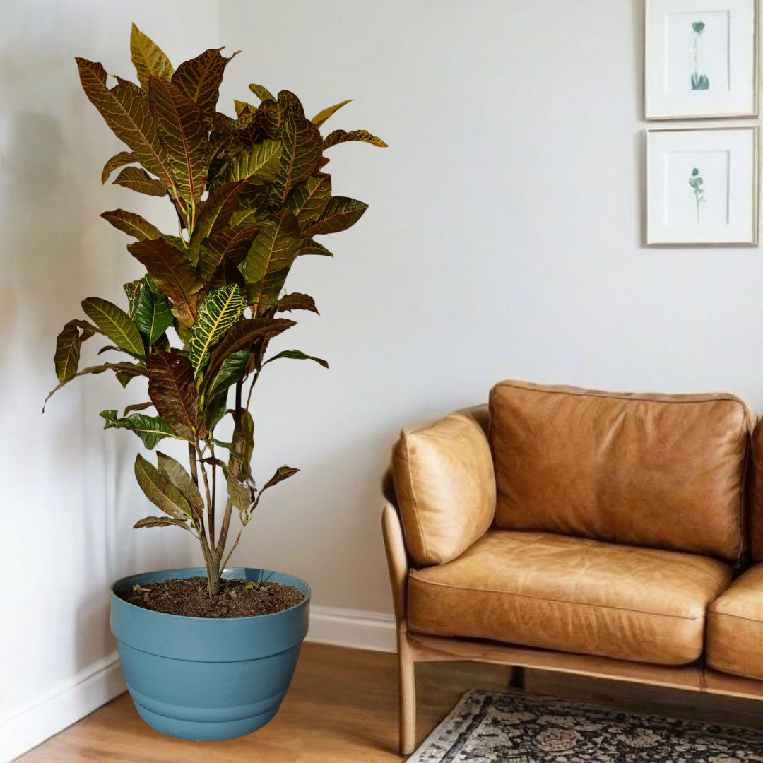 Brown leather sofa next to a large potted plant in a room with white walls.