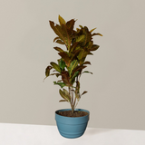 Croton Petra Plant XL