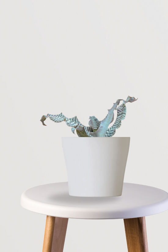 Earthstar Zebrina houseplant
