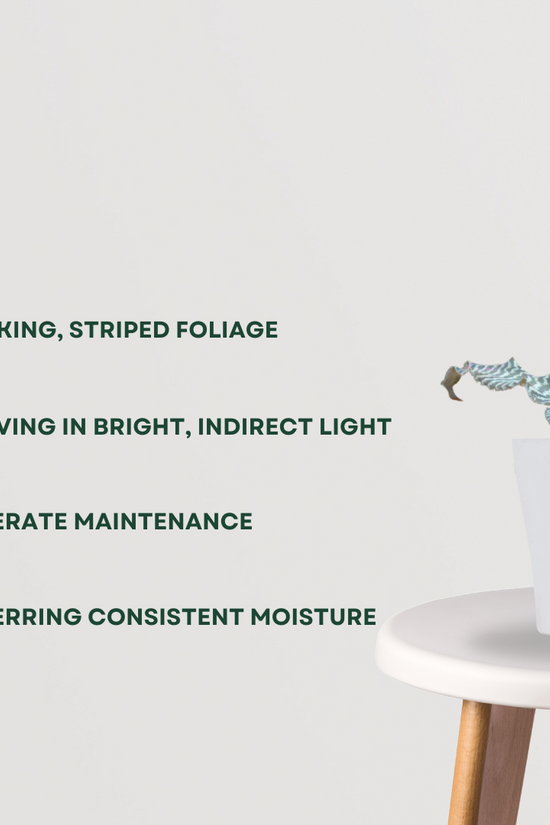 Earthstar Zebrina houseplant
