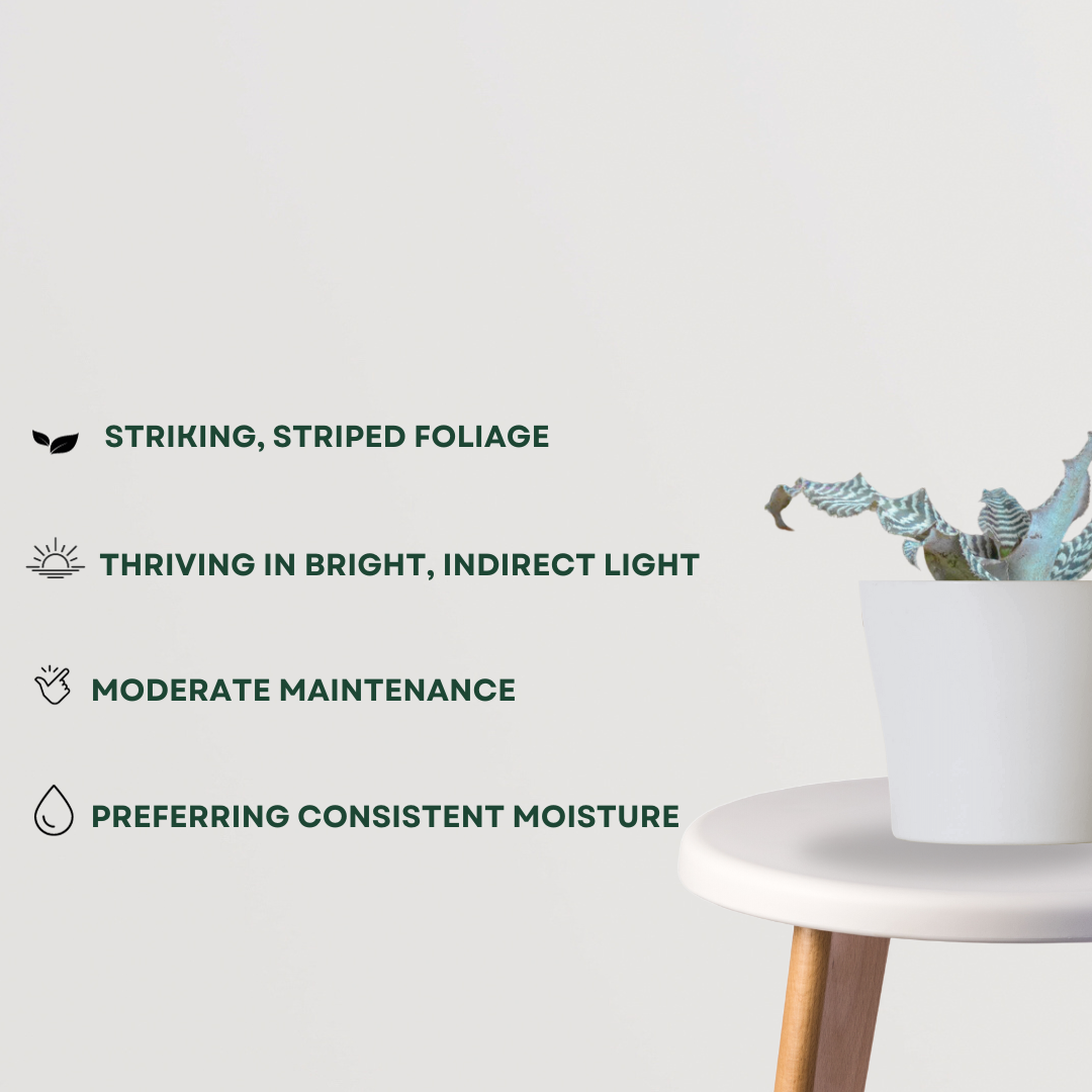 Earthstar Zebrina houseplant
