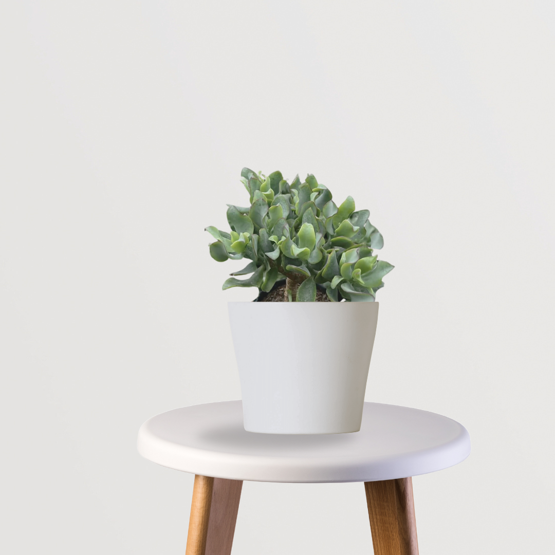 Crassula ovata curled jade plant
