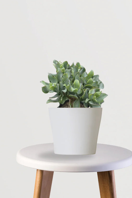 Peace & Prosperity Combo (Jade, Peace Lily, Snake plant)