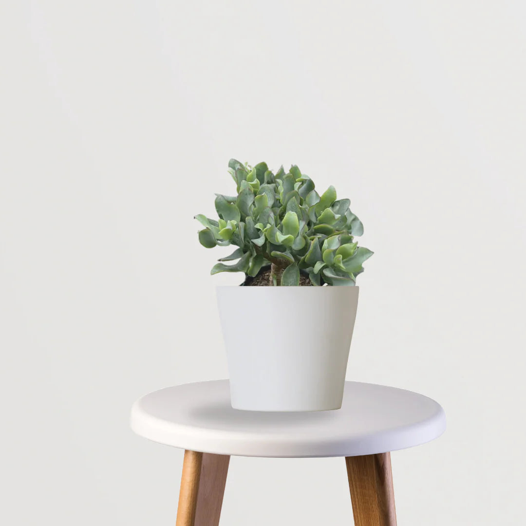 Peace & Prosperity Combo (Jade, Peace Lily, Snake plant)