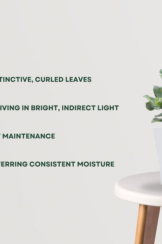 Crassula ovata curled jade plant
