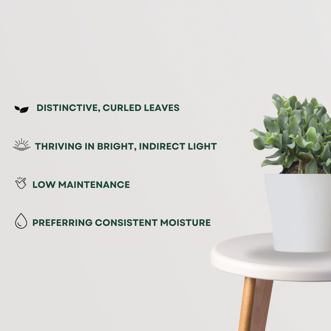 Crassula ovata curled jade plant
