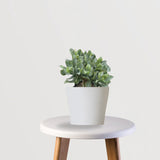 Peace & Prosperity Combo (Jade, Peace Lily, Snake plant)