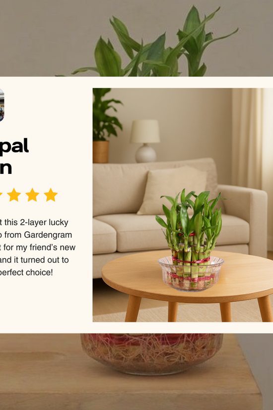 Review of Low Maintenance Lucky Bamboo Plant