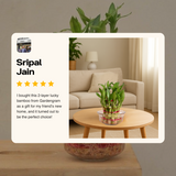 Living room with a two-layer lucky bamboo plant on a table, featuring a review card from Sripal Jain.