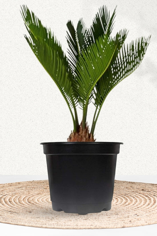 Cycas Palm / Sago Palm By Gardengram