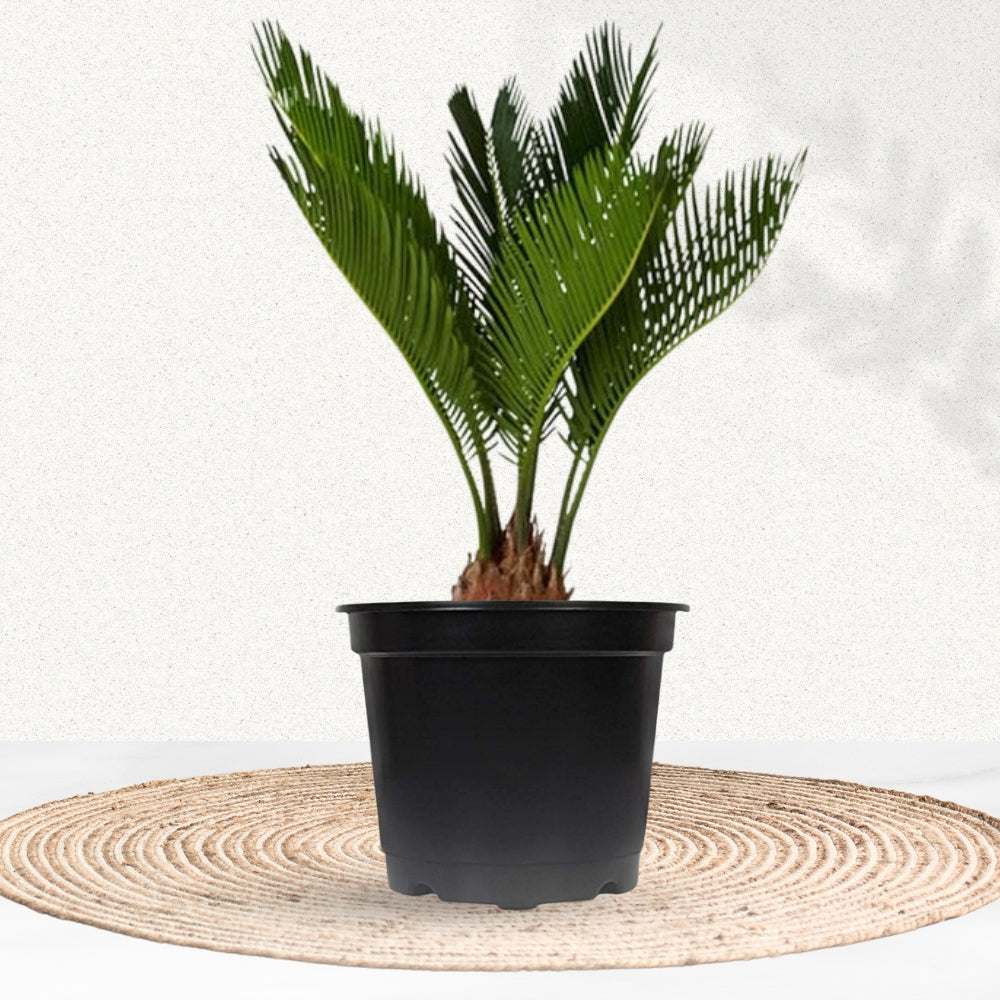 Cycas Palm / Sago Palm By Gardengram