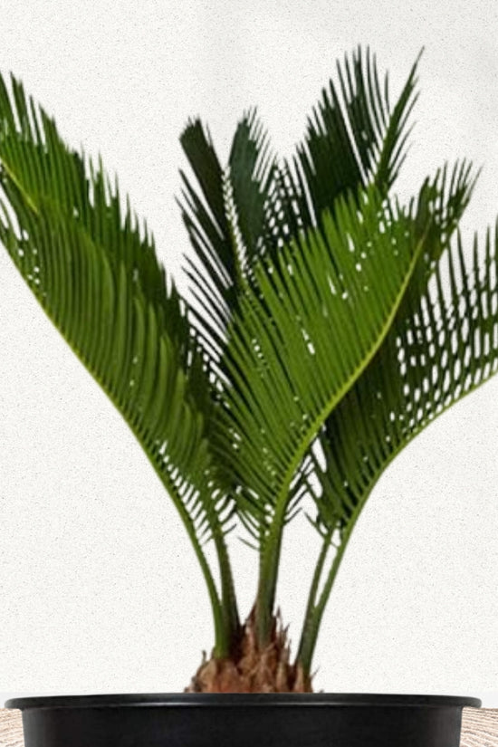 Cycas Palm / Sago Palm By Gardengram