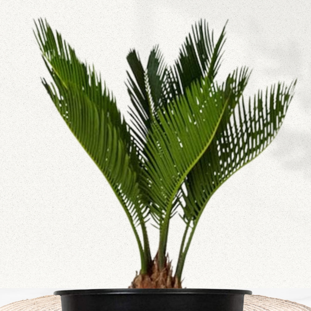 Cycas Palm / Sago Palm By Gardengram