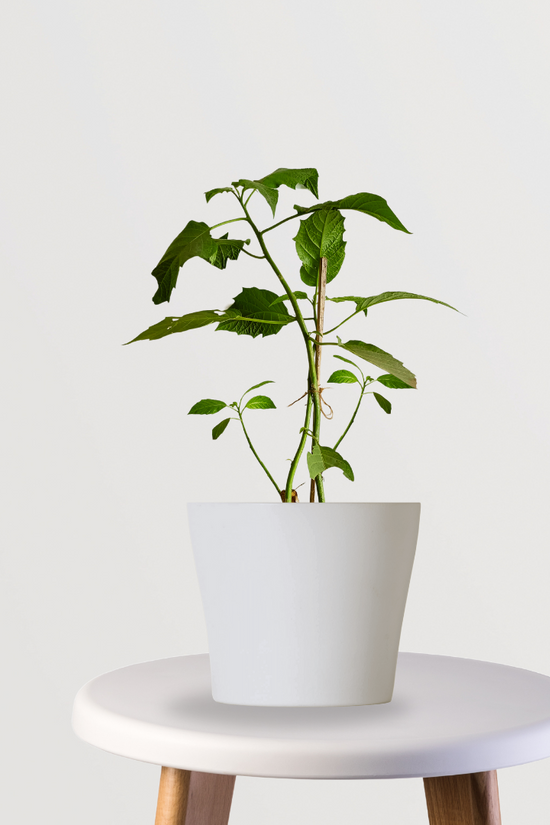 Dhatura plant for spiritual garden