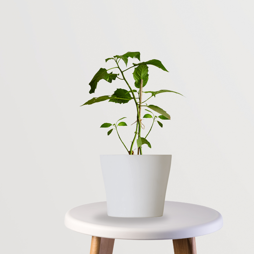 Dhatura plant for spiritual garden