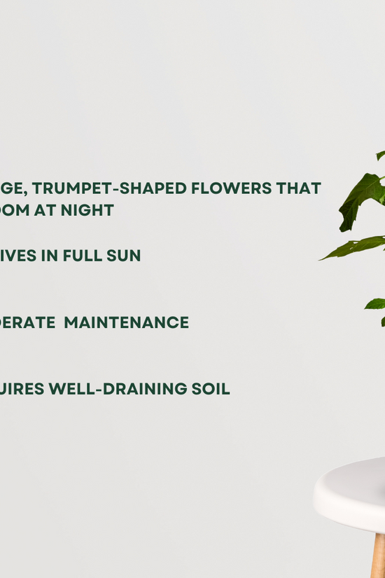 Dhatura Plant - Gardengram