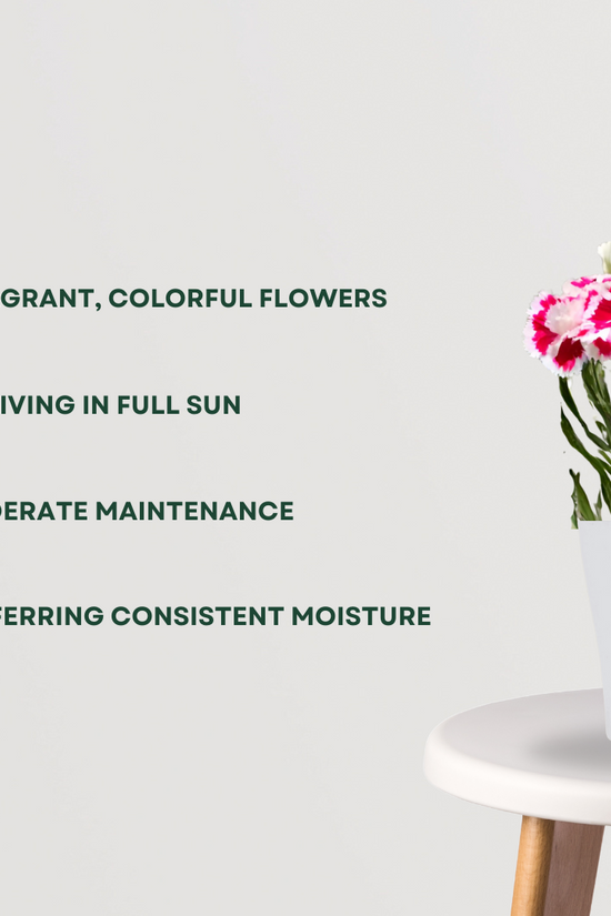 Dianthus flower plant
