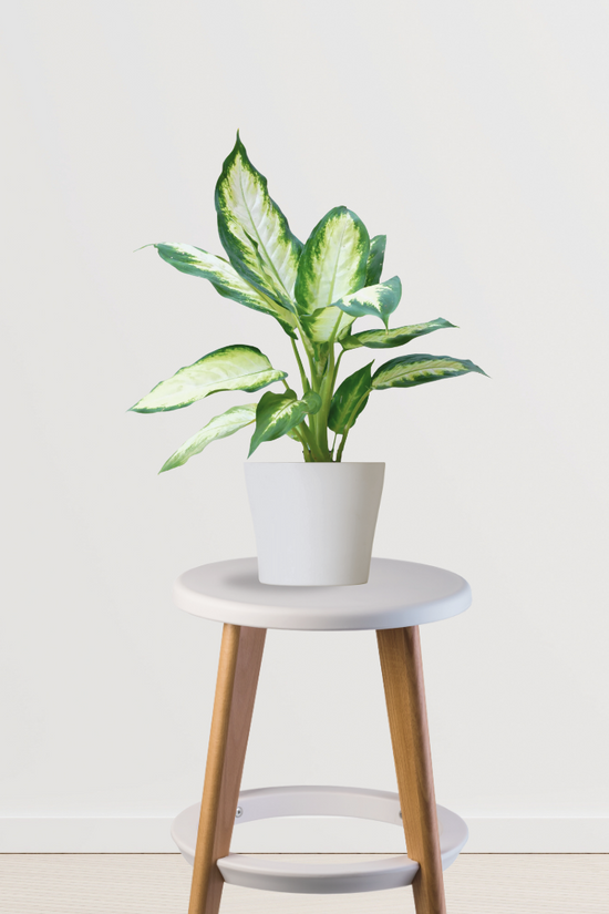 Dieffenbachia (Dumb Cane) plant
