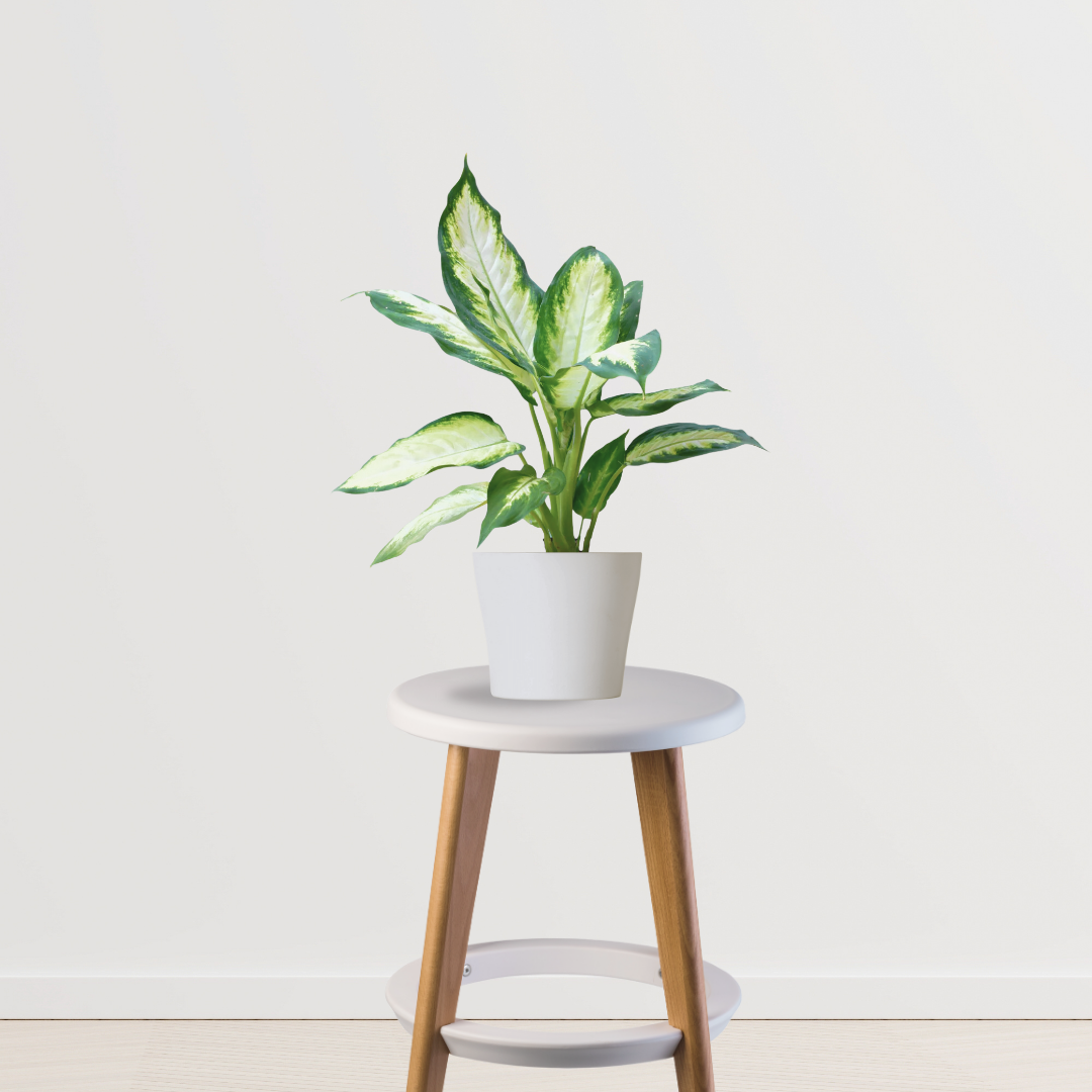 Dieffenbachia (Dumb Cane) plant
