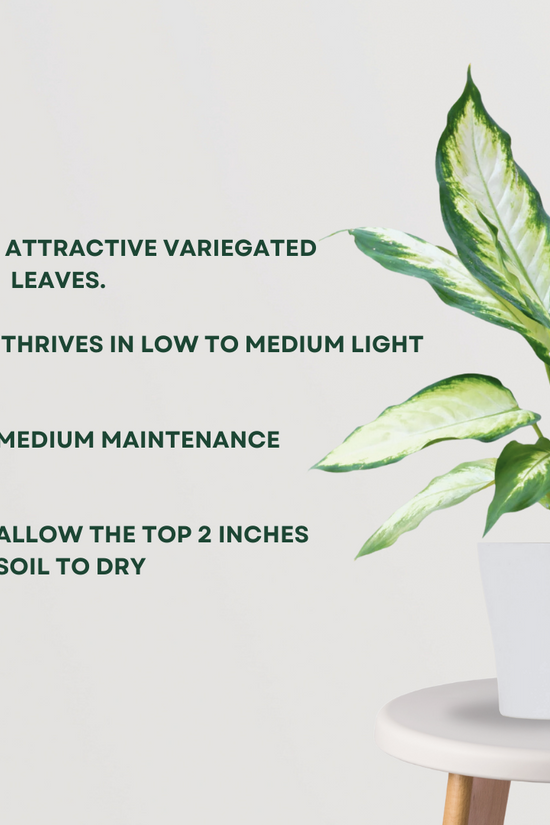 Dieffenbachia (Dumb Cane) plant
