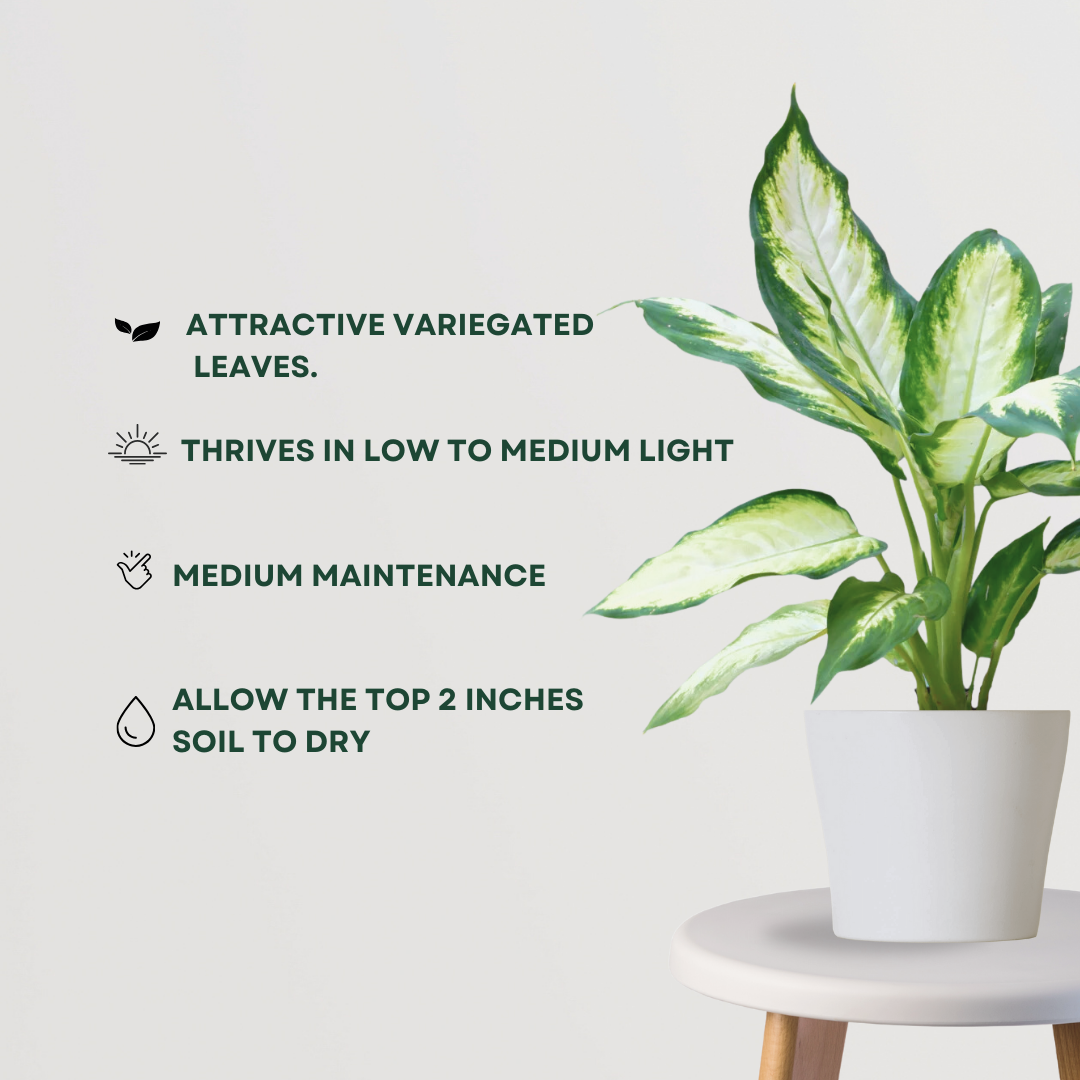 Dieffenbachia (Dumb Cane) plant
