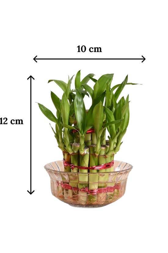 Dimension of 2 Layer Lucky Bamboo Plant at Gardengram