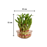 Bamboo plant in a clear glass bowl with dimensions labeled on a white background