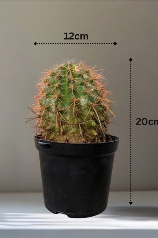A ball cactus in a black plastic pot is labeled with its dimensions for ease of viewer’s understanding. 