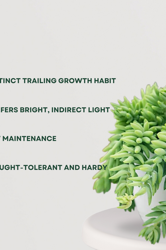 Donkey Tail (Sedum Morganianum)
