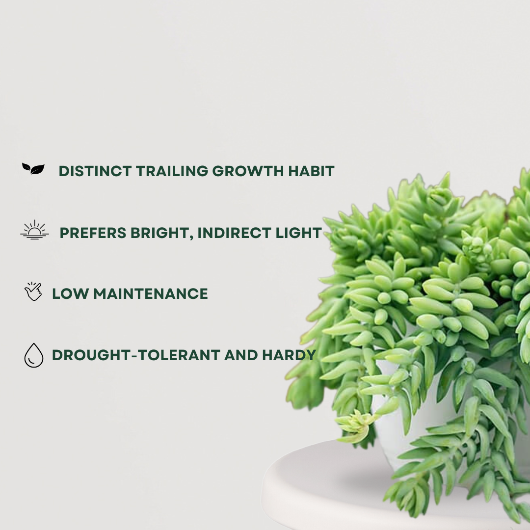 Donkey Tail (Sedum Morganianum)
