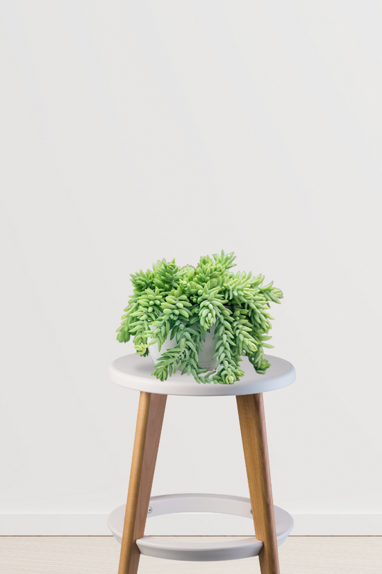 Donkey Tail (Sedum Morganianum)
